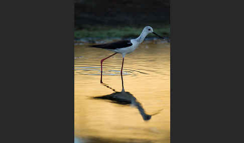 Stelzenläufer (Himantopus himantopus)