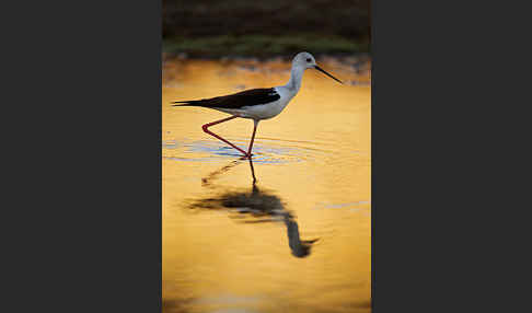 Stelzenläufer (Himantopus himantopus)