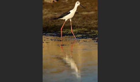 Stelzenläufer (Himantopus himantopus)