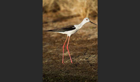 Stelzenläufer (Himantopus himantopus)