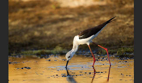 Stelzenläufer (Himantopus himantopus)