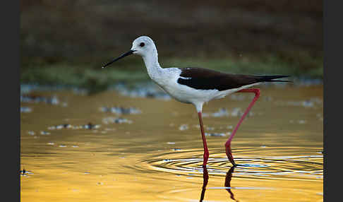 Stelzenläufer (Himantopus himantopus)