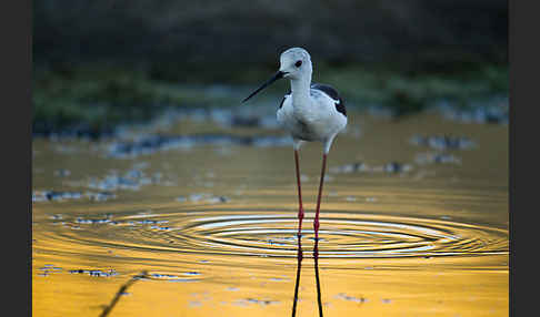 Stelzenläufer (Himantopus himantopus)