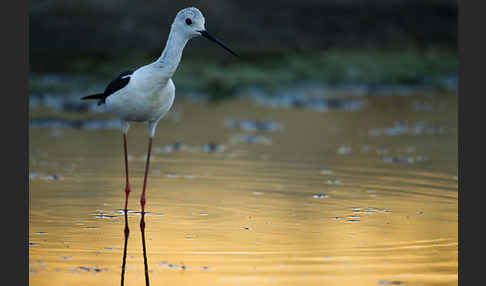 Stelzenläufer (Himantopus himantopus)