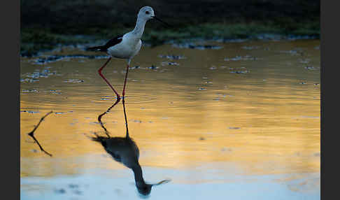 Stelzenläufer (Himantopus himantopus)