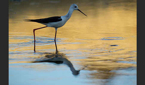 Stelzenläufer (Himantopus himantopus)