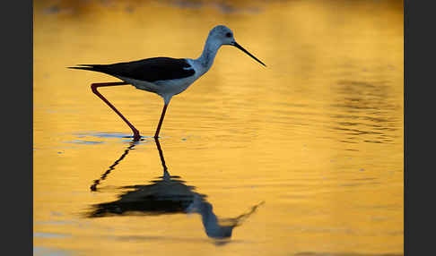 Stelzenläufer (Himantopus himantopus)