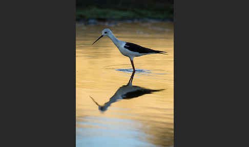 Stelzenläufer (Himantopus himantopus)