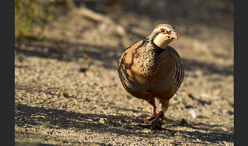 Rothuhn (Alectoris rufa)