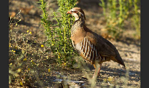 Rothuhn (Alectoris rufa)