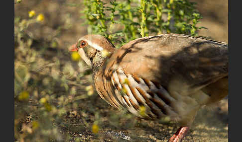 Rothuhn (Alectoris rufa)