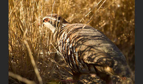 Rothuhn (Alectoris rufa)