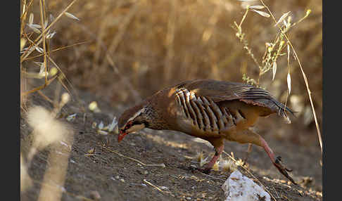 Rothuhn (Alectoris rufa)