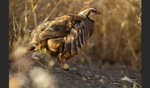 Rothuhn (Alectoris rufa)