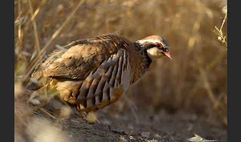 Rothuhn (Alectoris rufa)