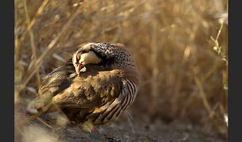 Rothuhn (Alectoris rufa)