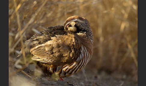 Rothuhn (Alectoris rufa)