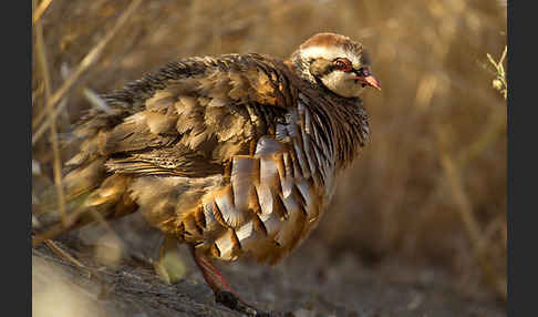 Rothuhn (Alectoris rufa)