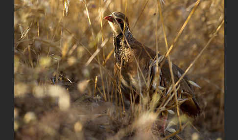 Rothuhn (Alectoris rufa)