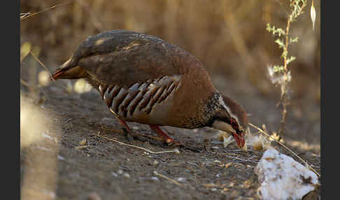 Rothuhn (Alectoris rufa)