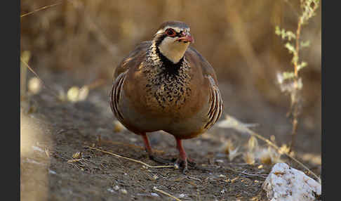 Rothuhn (Alectoris rufa)