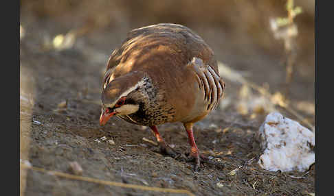 Rothuhn (Alectoris rufa)