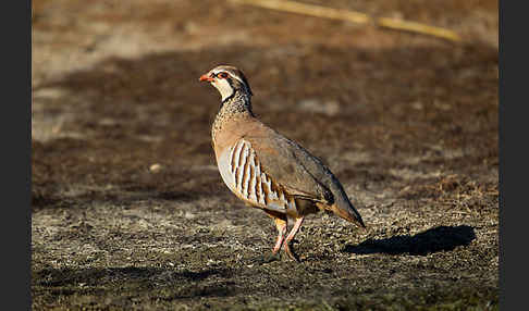 Rothuhn (Alectoris rufa)