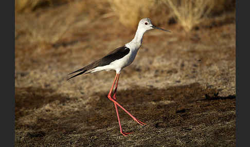 Stelzenläufer (Himantopus himantopus)