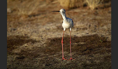 Stelzenläufer (Himantopus himantopus)