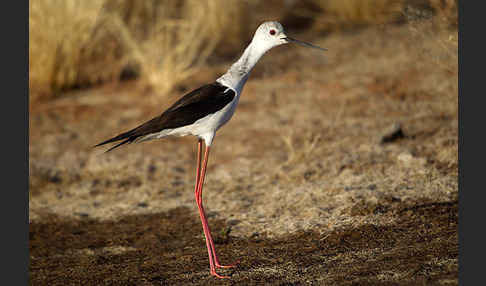 Stelzenläufer (Himantopus himantopus)