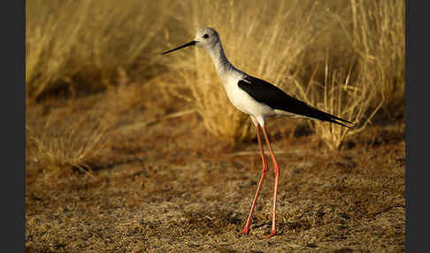 Stelzenläufer (Himantopus himantopus)