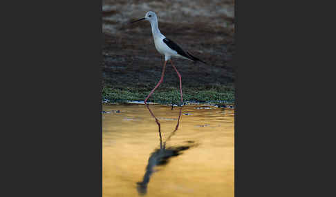 Stelzenläufer (Himantopus himantopus)