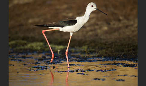 Stelzenläufer (Himantopus himantopus)