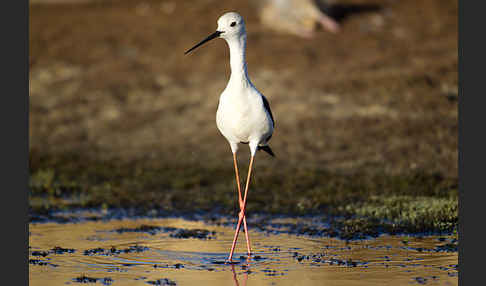 Stelzenläufer (Himantopus himantopus)