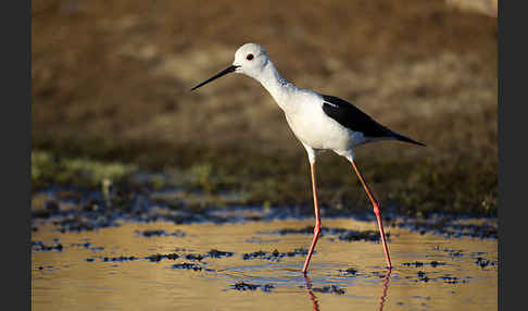 Stelzenläufer (Himantopus himantopus)