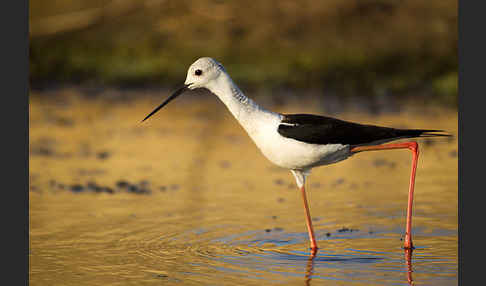 Stelzenläufer (Himantopus himantopus)