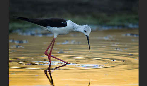 Stelzenläufer (Himantopus himantopus)