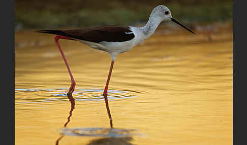 Stelzenläufer (Himantopus himantopus)