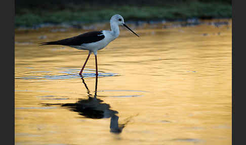 Stelzenläufer (Himantopus himantopus)