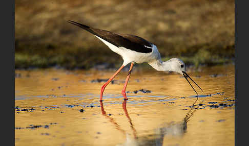 Stelzenläufer (Himantopus himantopus)