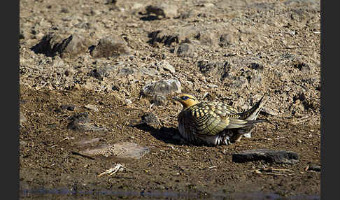 Spießflughuhn (Pterocles alchata)