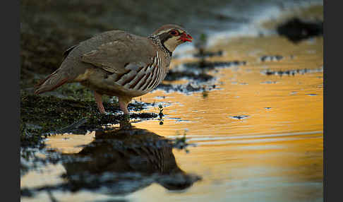 Rothuhn (Alectoris rufa)