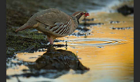 Rothuhn (Alectoris rufa)