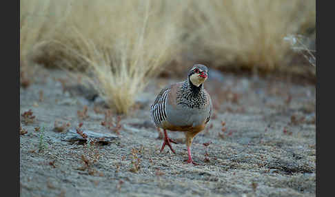 Rothuhn (Alectoris rufa)