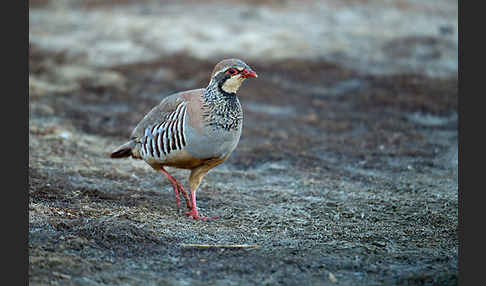 Rothuhn (Alectoris rufa)