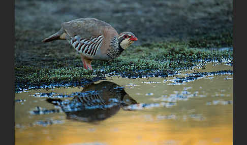 Rothuhn (Alectoris rufa)