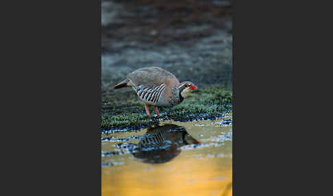 Rothuhn (Alectoris rufa)