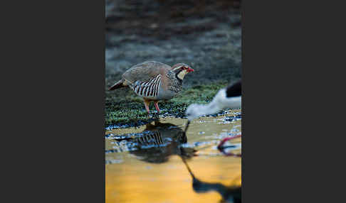 Rothuhn (Alectoris rufa)