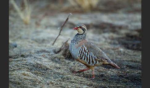 Rothuhn (Alectoris rufa)