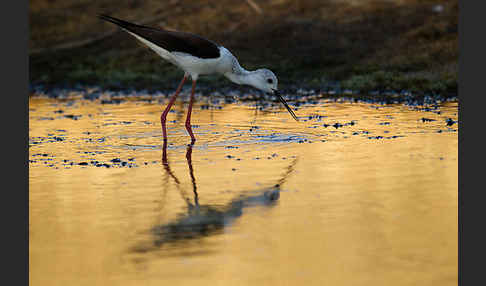 Stelzenläufer (Himantopus himantopus)